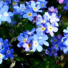 Vergissmeinnicht     /       Forget-me-not