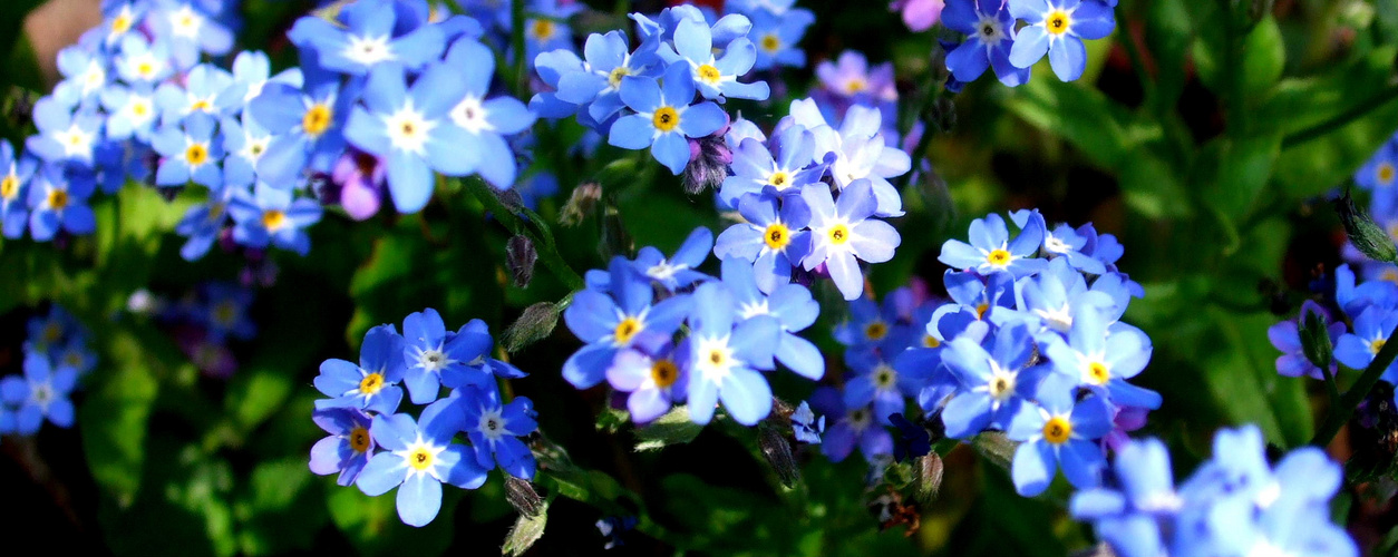 Vergissmeinnicht     /       Forget-me-not