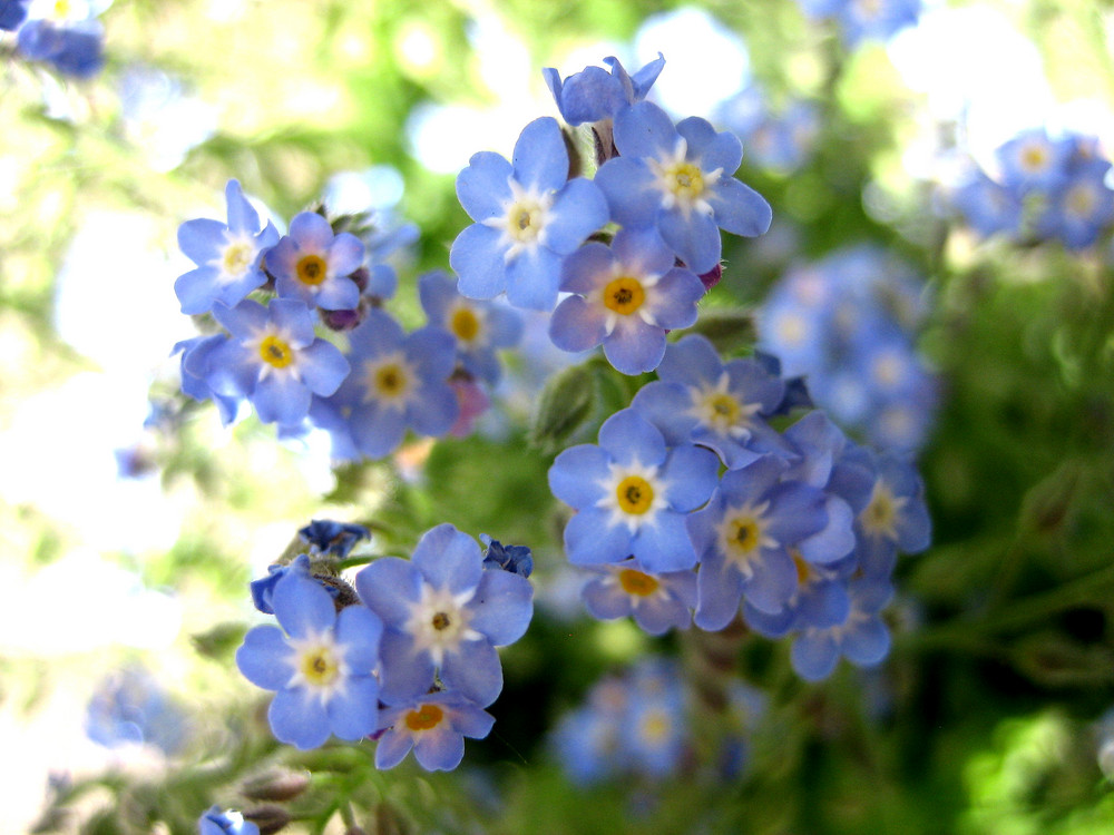 "Vergißmeinnicht, Frühling!"