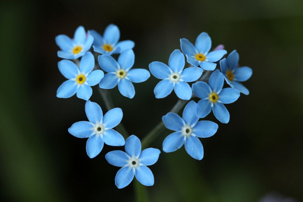 Vergissmeinnicht-Herz Foto & Bild | natur, pflanzen, herz Bilder auf