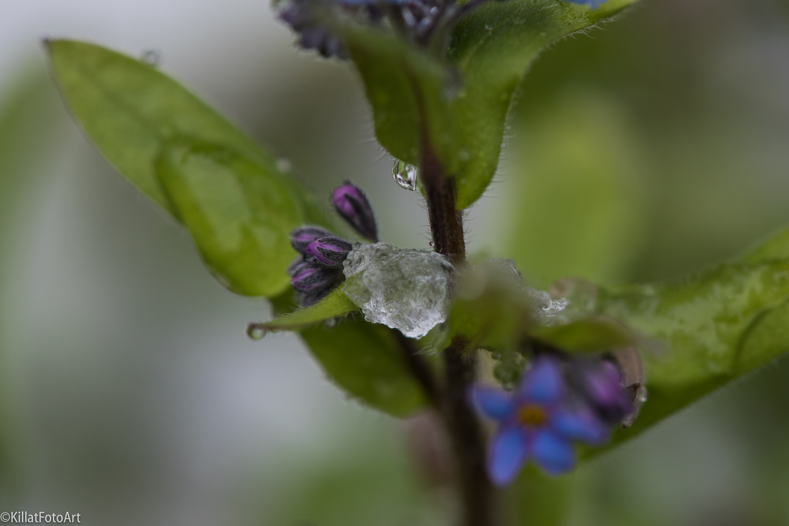 Vergissmeinnicht im Schnee