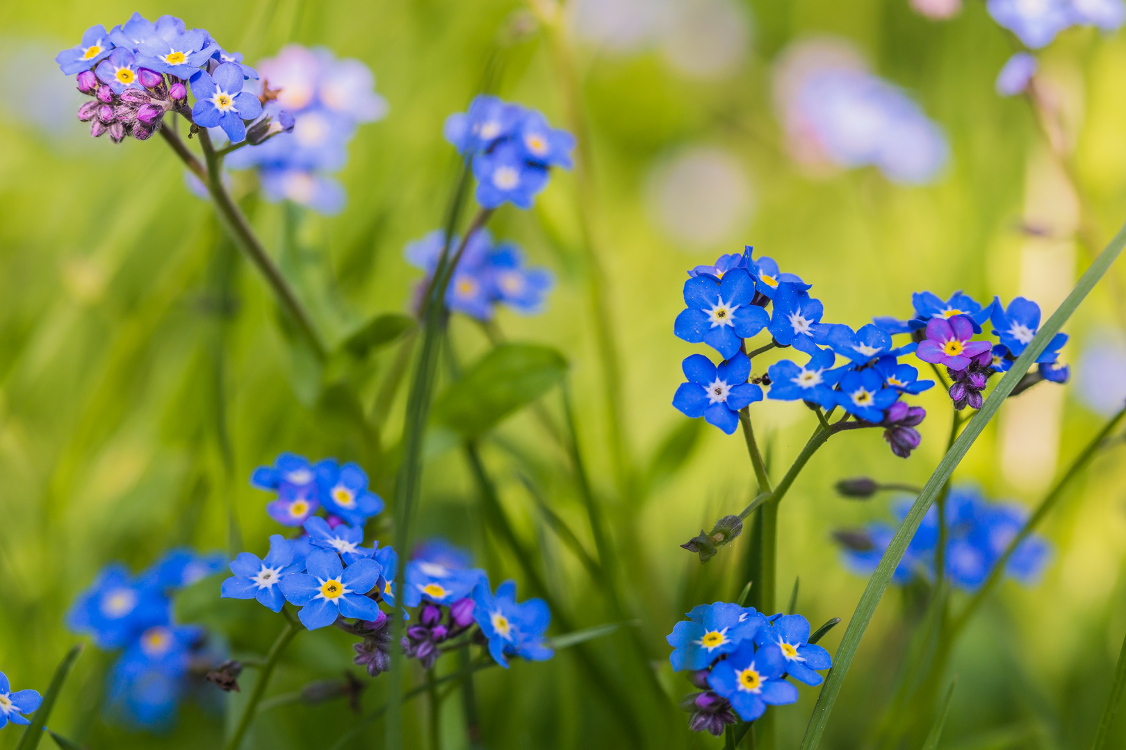 Vergissmeinnicht in unserem Garten I Foto & Bild pflanzen, pilze