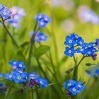 Vergissmeinnicht in unserem Garten I