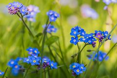 Vergissmeinnicht in unserem Garten I