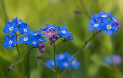 Vergissmeinnicht in unserem Garten II