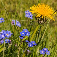 Vergissmeinnicht in unserem Garten III