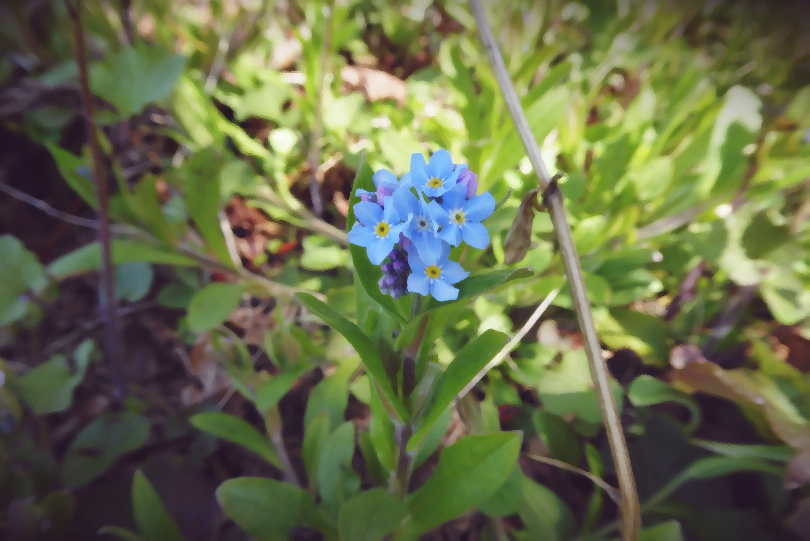 Vergißmeinnicht - mein Mittwochsblümchen