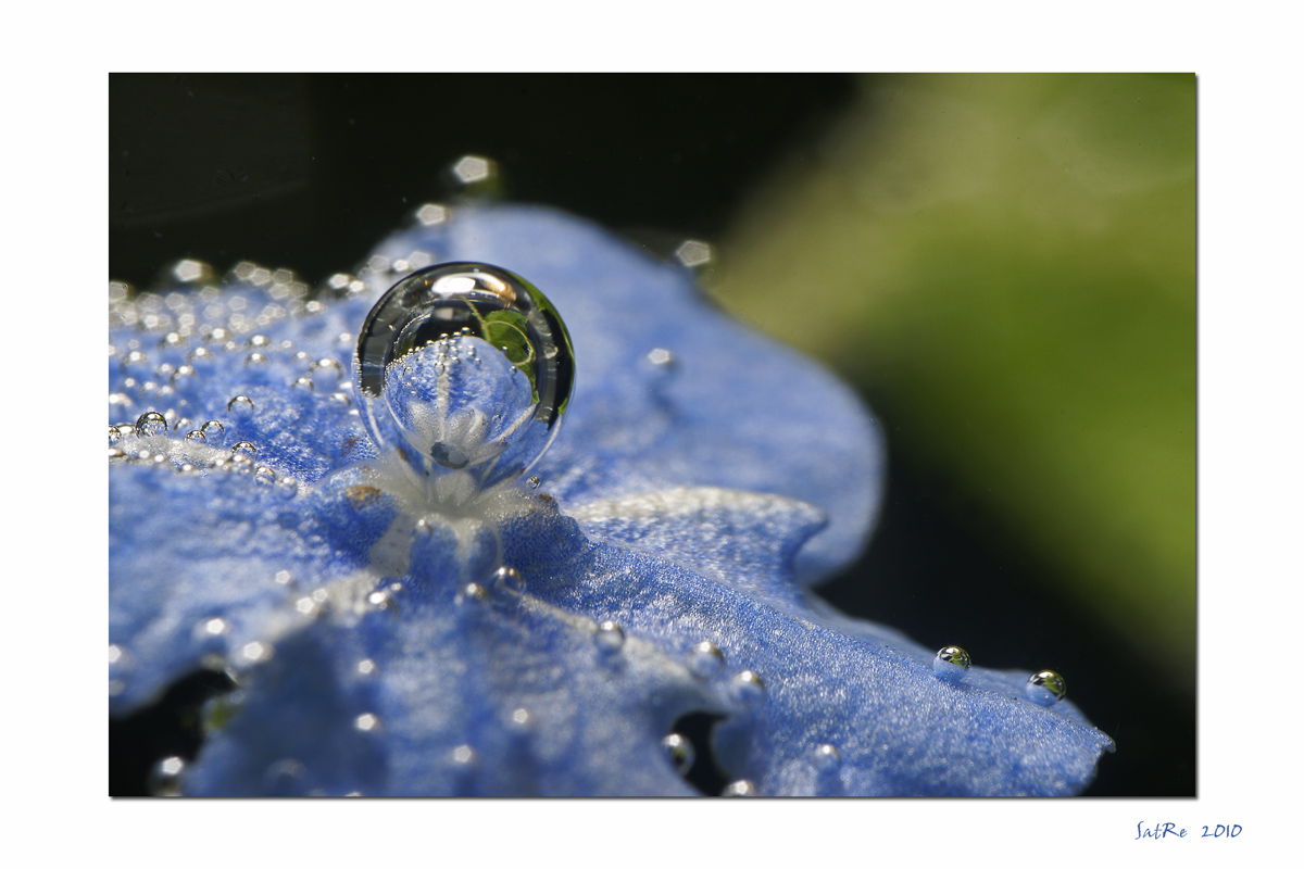 Vergissmeinnicht mit Blubb