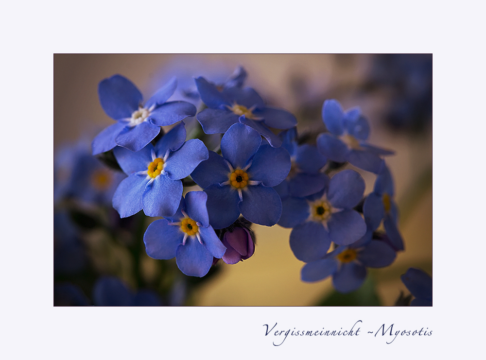 Vergissmeinnicht - Myosotis...