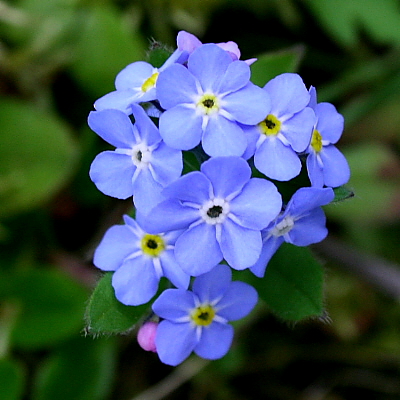 Vergissmeinnicht (Myosotis)