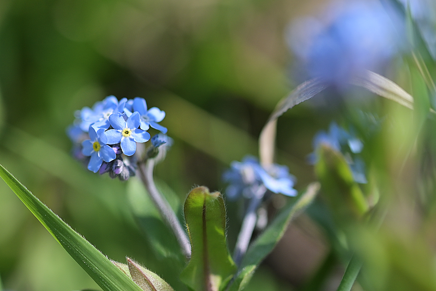 Vergissmeinnicht - myosotis