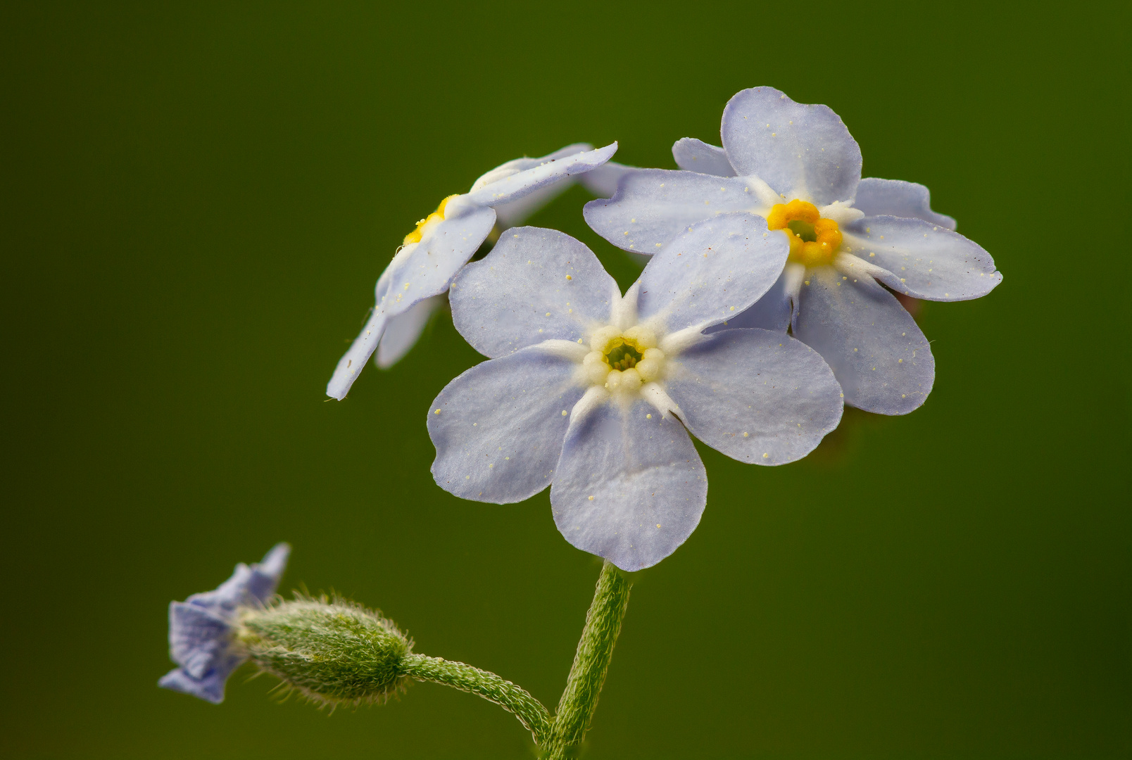 Vergissmeinnicht (Myosotis)