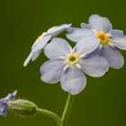 Vergissmeinnicht (Myosotis)