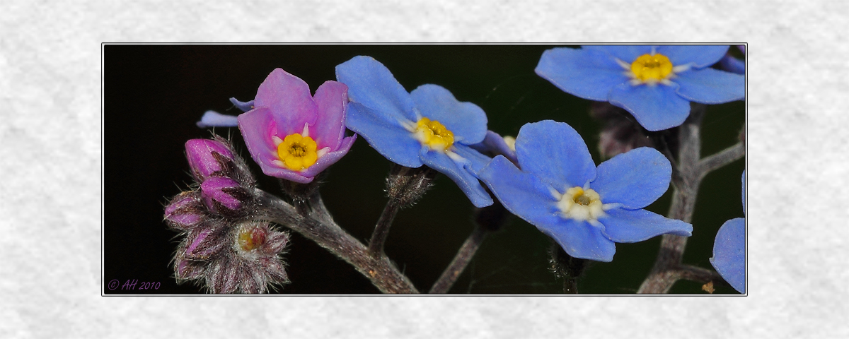 Vergissmeinnicht (Myosotis)