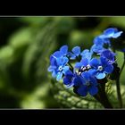 Vergissmeinnicht (Myosotis)