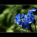 Vergissmeinnicht (Myosotis)