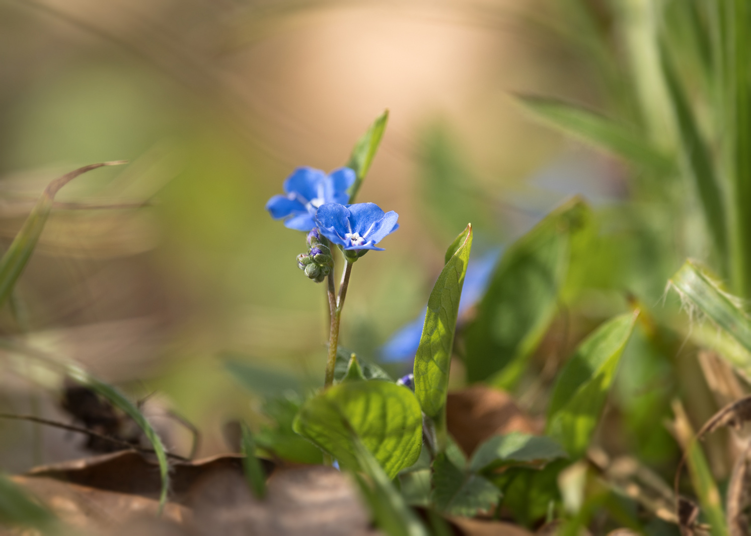 Vergissmeinnicht (Myosotis)