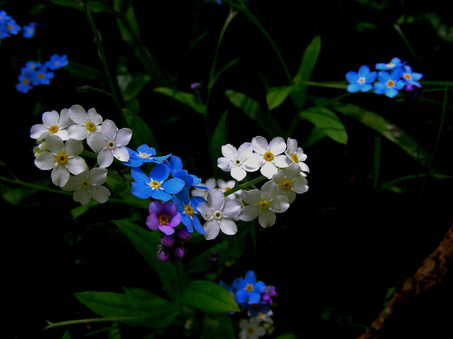 Vergissmeinnicht (Myosotis)