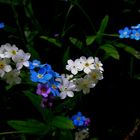 Vergissmeinnicht (Myosotis)