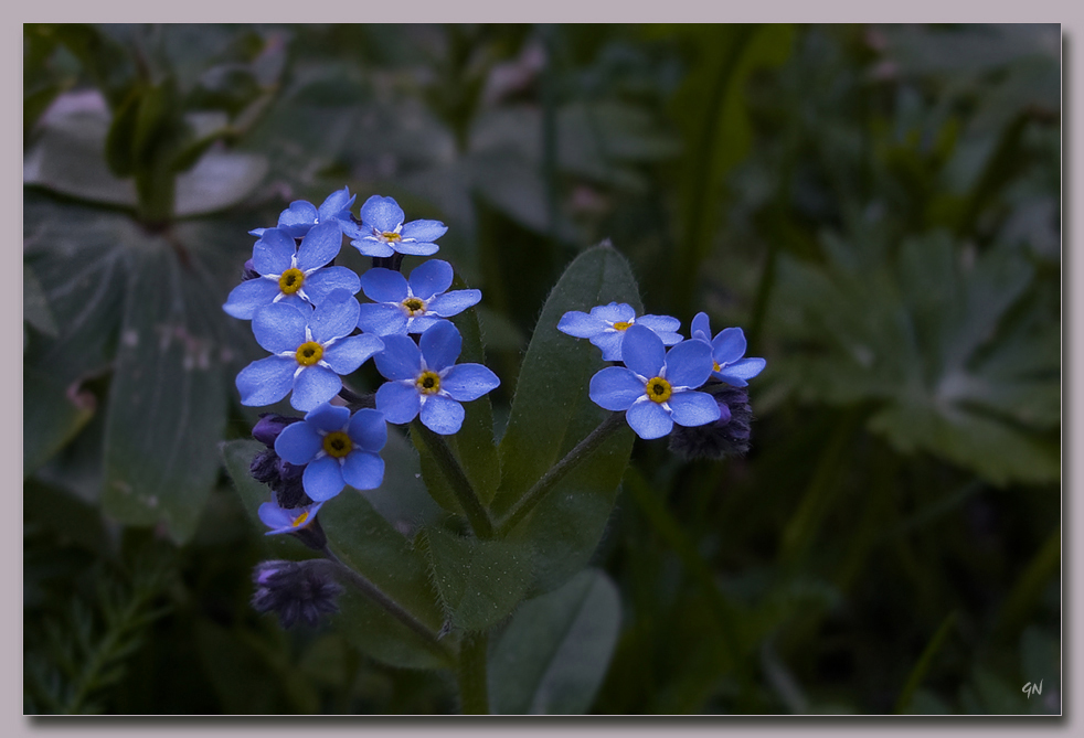 Vergissmeinnicht - Myosotis