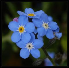 Vergissmeinnicht (Myosotis) - jetzt blüht es wunderschön