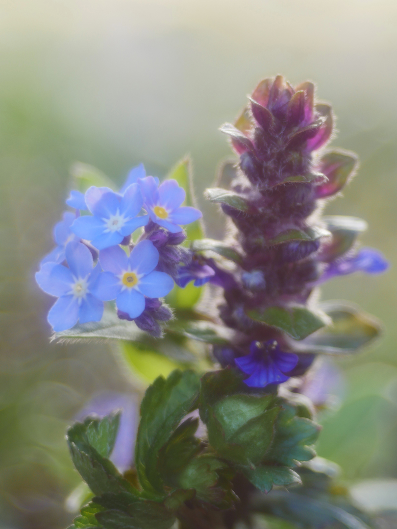  Vergissmeinnicht (Myosotis), Kriech.Günsel (Ajuga reptans)