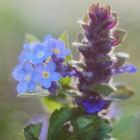  Vergissmeinnicht (Myosotis), Kriech.Günsel (Ajuga reptans)