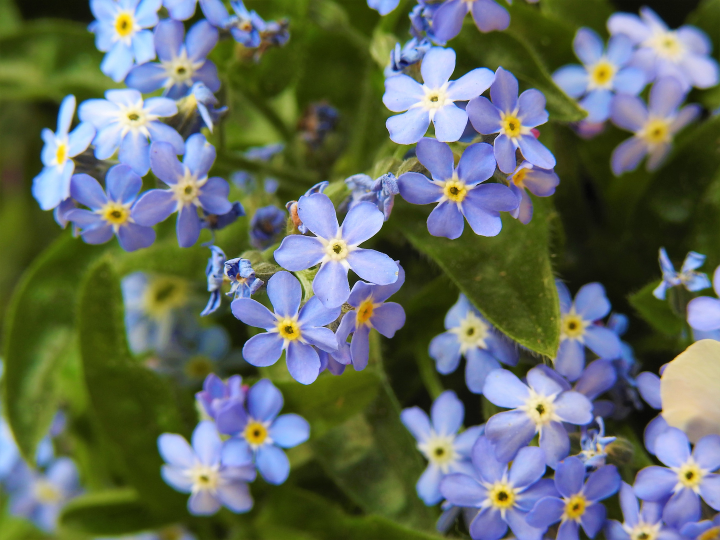 Vergissmeinnicht (Myosotis sylvatica)