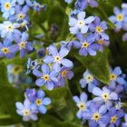 Vergissmeinnicht (Myosotis sylvatica)