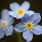 Vergissmeinnicht  (Myosotis sylvatica)