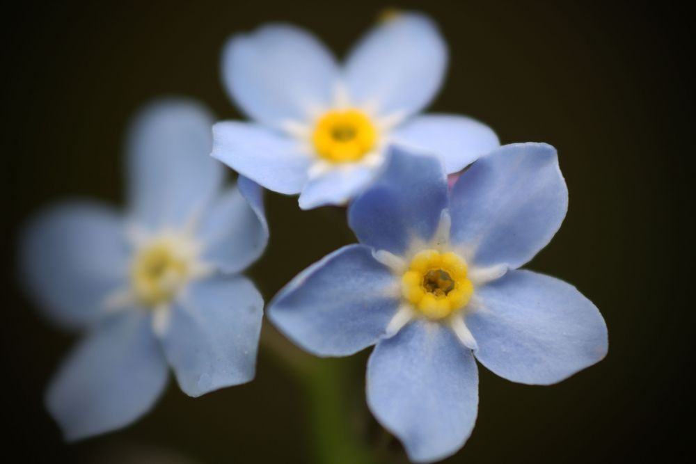 Vergissmeinnicht  (Myosotis sylvatica)