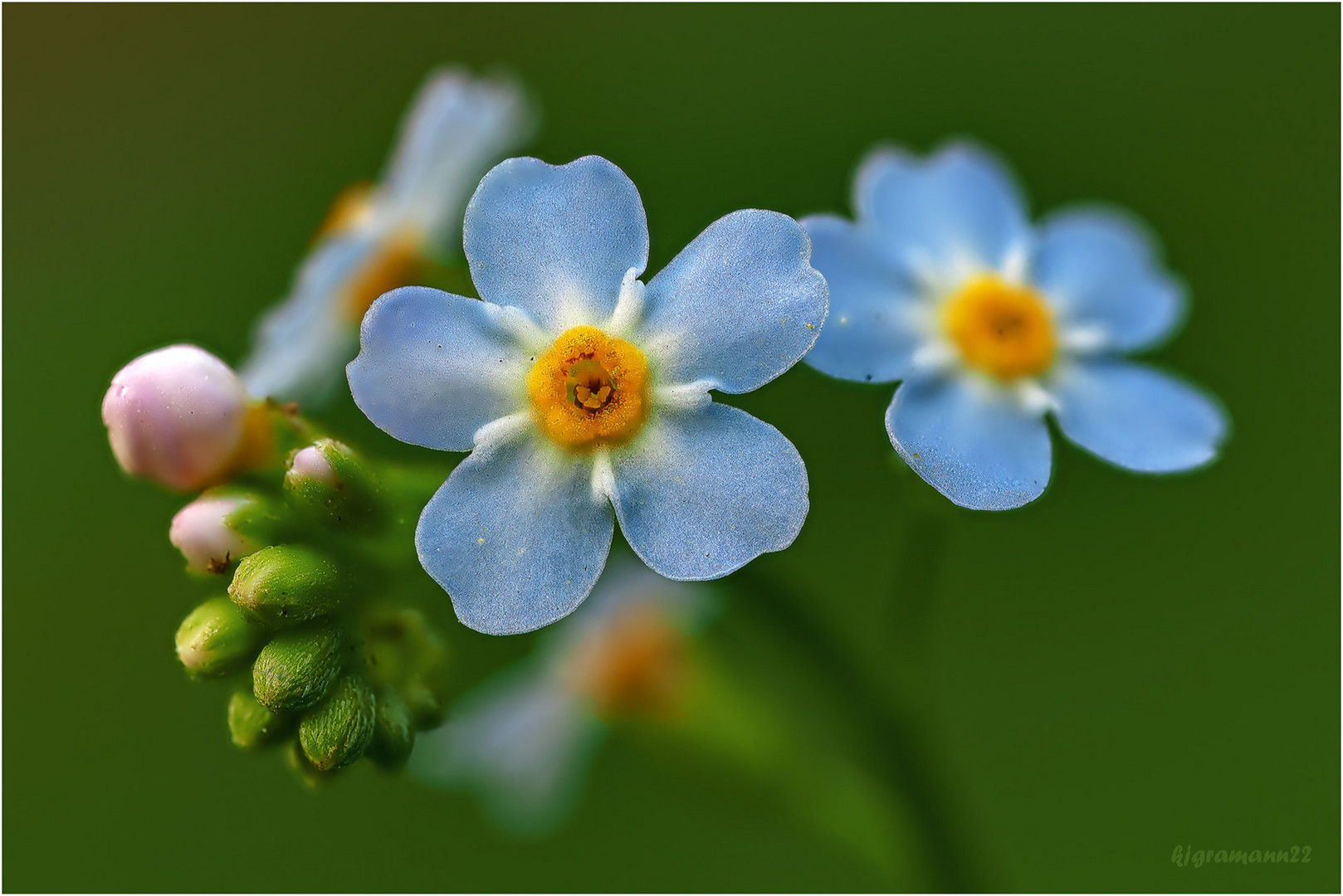 vergissmeinnicht (myosotis sylvatica).....