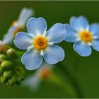 vergissmeinnicht (myosotis sylvatica).....