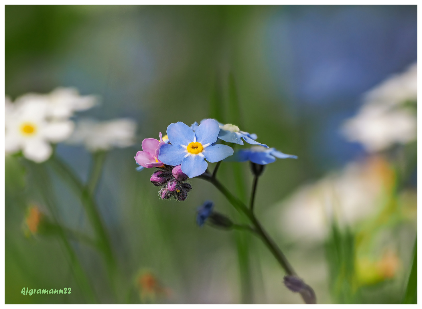 vergissmeinnicht (myosotis sylvatica).....