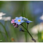 vergissmeinnicht (myosotis sylvatica).....