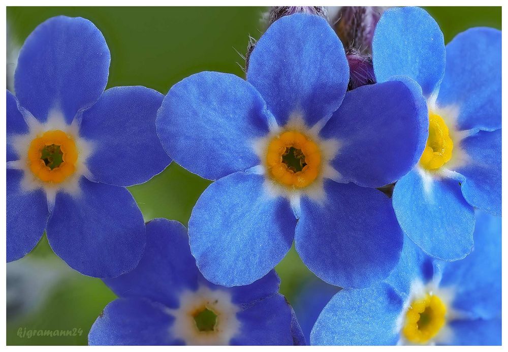 Vergissmeinnicht (Myosotis sylvatica) ....