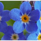 Vergissmeinnicht (Myosotis sylvatica) ....