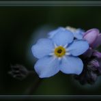 vergissmeinnicht oder die blaue Blume