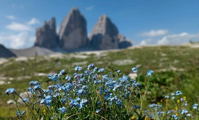 Vergissmeinnicht und die Drei Zinnen...