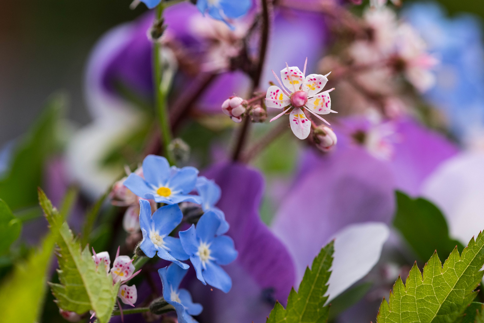 Vergissmeinnicht und Porzellanblümchen