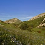 Vergissmeinnichtwiese in den Haute Alpes