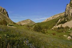 Vergissmeinnichtwiese in den Haute Alpes