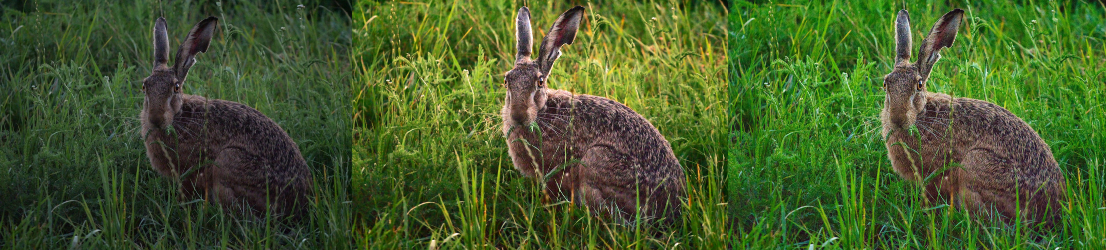 Vergleich Hase am Abend