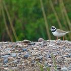 Vergleich: Sand- und Flussregenpfeifer