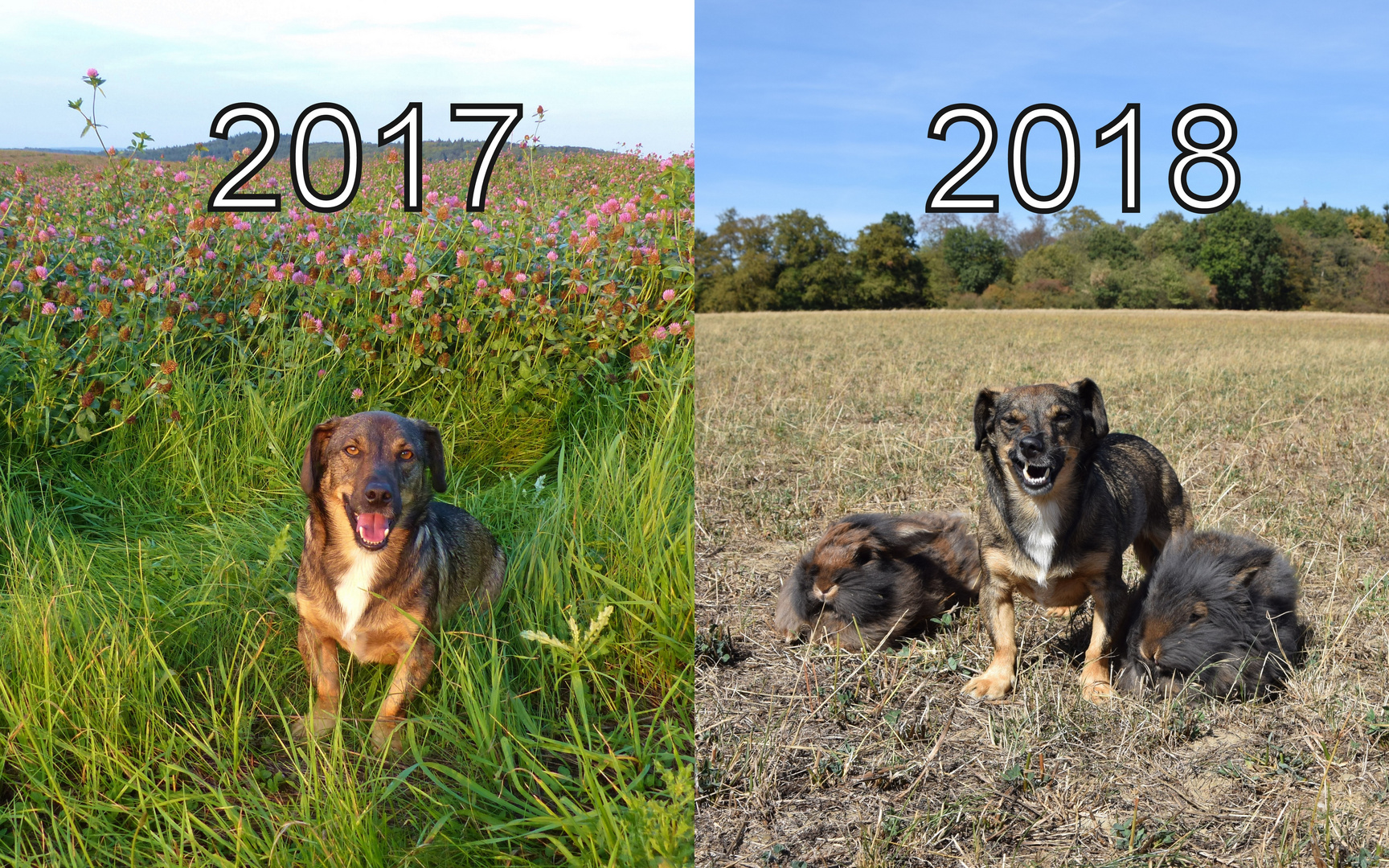 Vergleich Sommer 2017/2018