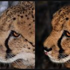 Vergleichs - Bilder "GEPARD"