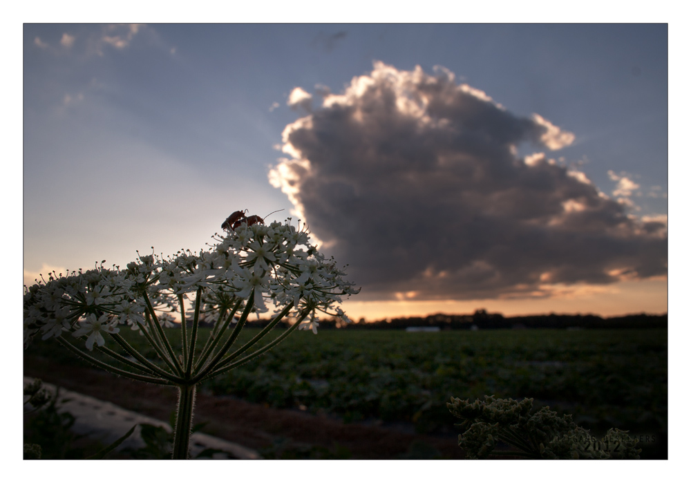 Vergnügen in der Abenddämmerung