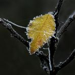 "Vergoldete" Winter