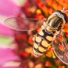 Vergoldung einer Echinacea