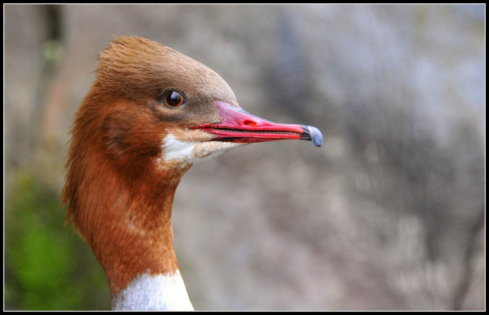 Vergrämter Wasservogel